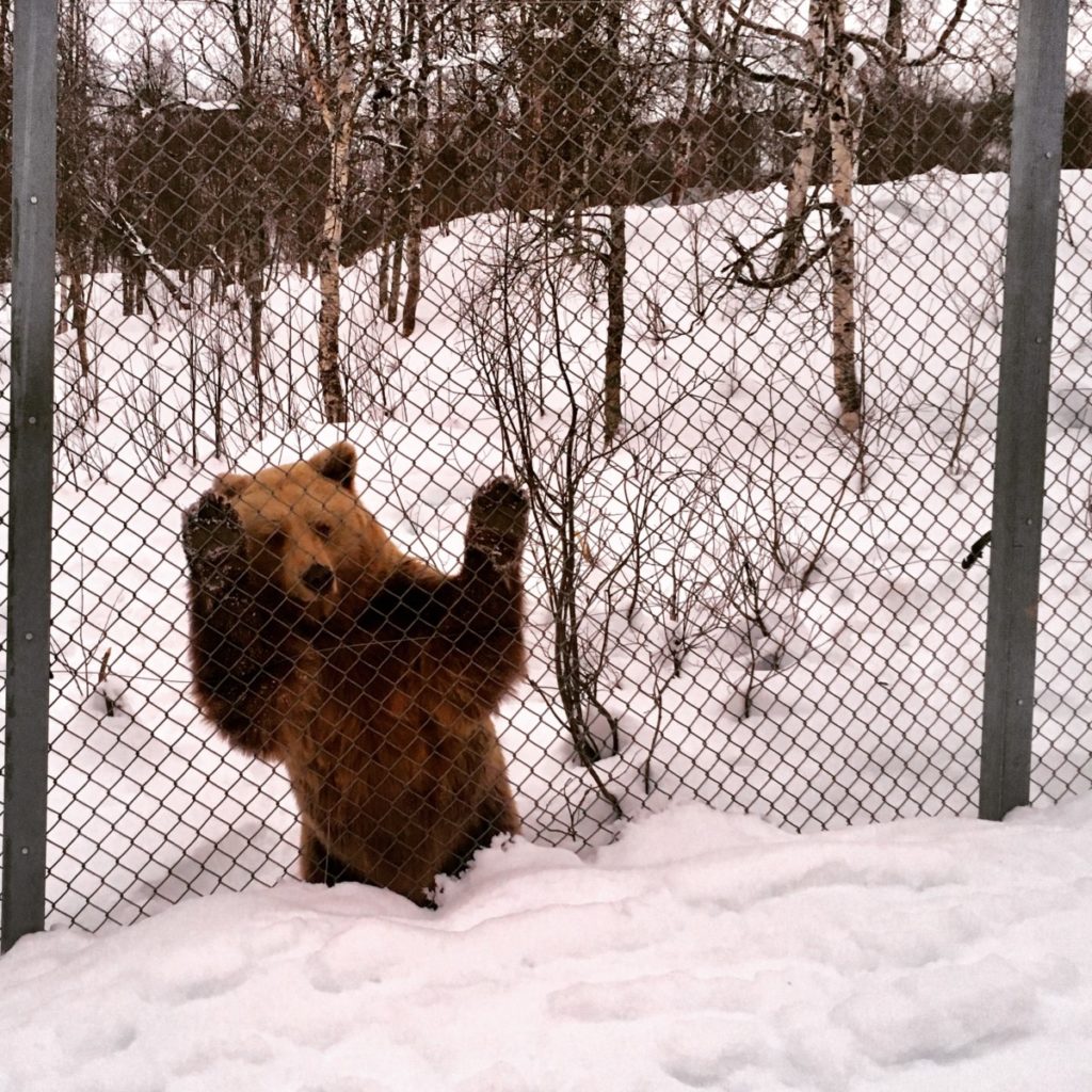 Braunbär Polar Park Bardu